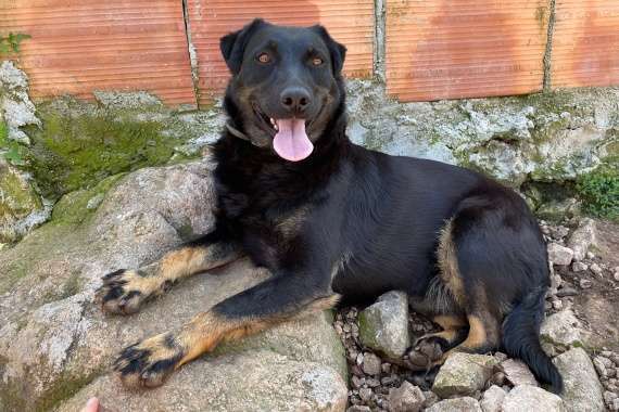 Tierschutzhunde suchen ein Zuhause-Beitrag-Bild