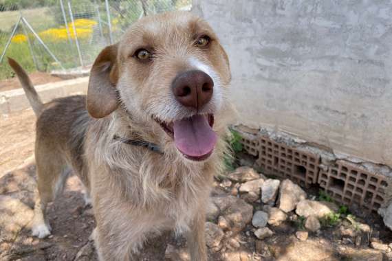 Tierschutzhunde suchen ein Zuhause-Beitrag-Bild