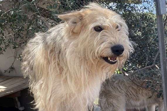 Tierschutzhunde suchen ein Zuhause-Beitrag-Bild