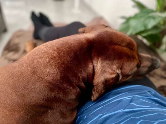 Rhodesian Ridgeback-Beitrag-Bild