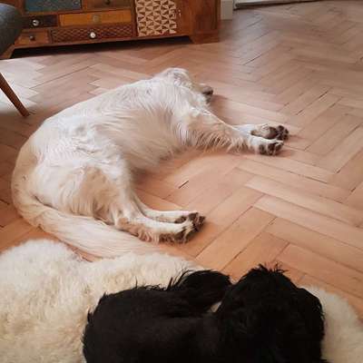 %{de_profession_title}-Hundebetreuung in gewohnter Umgebung-Bild