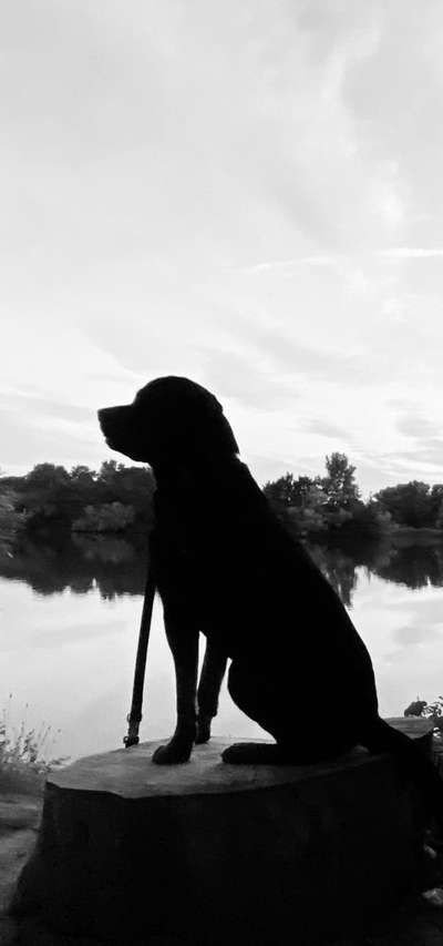 Die Dogorama Kalender Challenge Titelbild-Beitrag-Bild