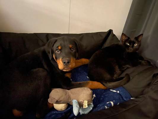 Fotochallenge Nr. 51 "Euer Hund mit anderen Tieren"-Beitrag-Bild