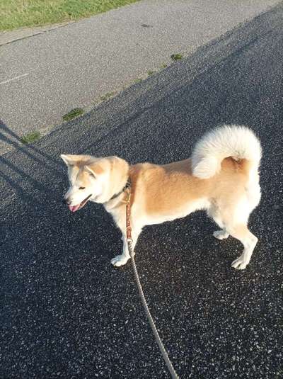 Akita Inu/American Akita (Mix) halter.-Beitrag-Bild