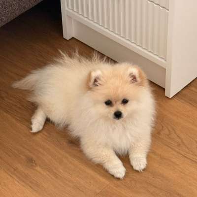 Hundetreffen-🐾 Hundefreund/in gesucht 🐶💗-Bild