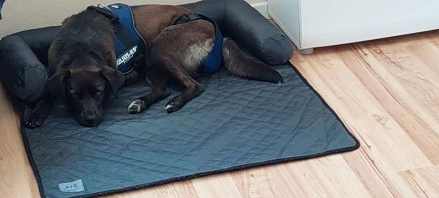 Gewöhnung Katzen an einen Tierheimhund-Beitrag-Bild