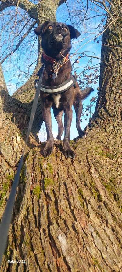 Hundetreffen-Gassirunde in Hainewalde und Umgebung-Bild