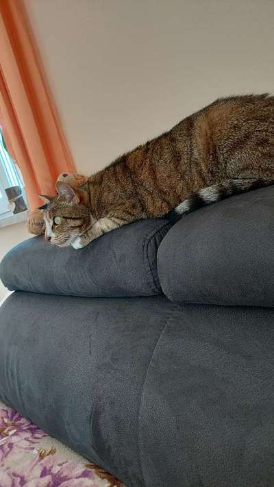 Gewöhnung Katzen an einen Tierheimhund-Beitrag-Bild