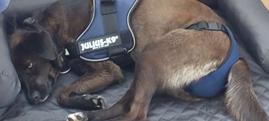 Gewöhnung Katzen an einen Tierheimhund-Beitrag-Bild