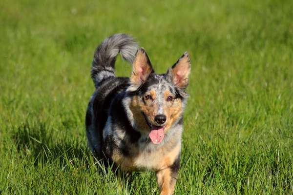 Schäferhund-Beitrag-Bild