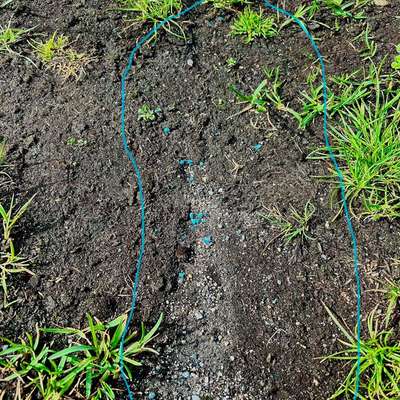 Giftköder-Blaue Körner-Bild