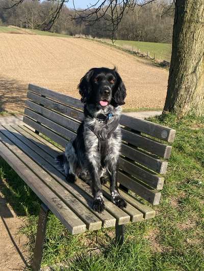 Kleiner Münsterländer!-Beitrag-Bild