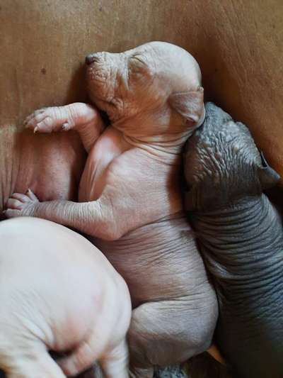 Welpen Bilder !-Beitrag-Bild