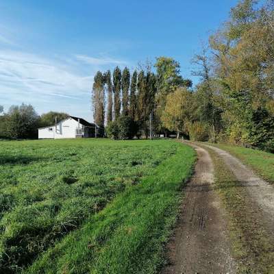 Hundetreffen-Gassi Runde in Berg-Bild