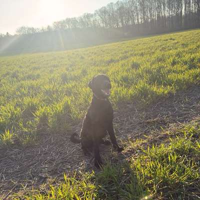 Hundetreffen-Hundetreff-Bild