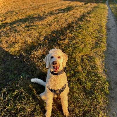 Hundetreffen-Gassifreunde und Trainingspartner gesucht 🐾-Bild