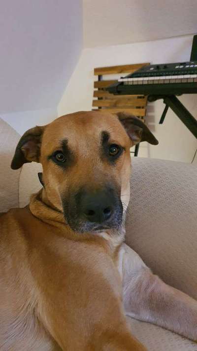 Mischlingshunde Foto Aufruf-Beitrag-Bild