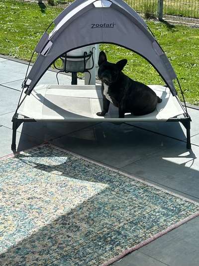 Französische Bulldoggen-Beitrag-Bild