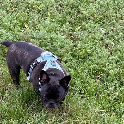 Französische Bulldoggen-Beitrag-Bild