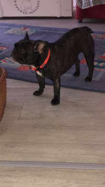 Französische Bulldoggen-Beitrag-Bild