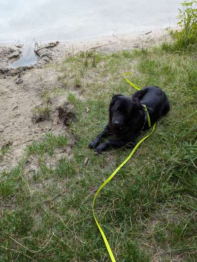 Hundetreffen-Social Walk-Bild