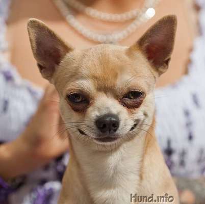 Wie verhaltet ihr euch, wenn eure Hündin läufig ist?-Beitrag-Bild