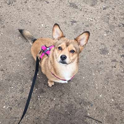 Hundetreffen-Hundekontakte-Bild