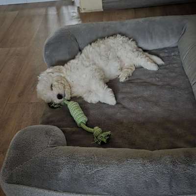 Hundetreffen-Welpen treffen-Bild