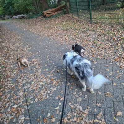 Hundetreffen-Spiel treffen-Bild