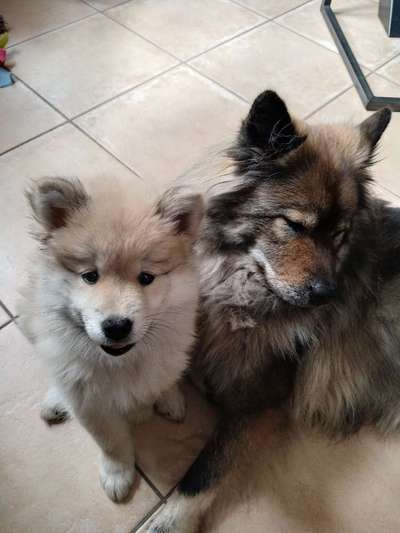 Was denkt ihr, welche Rassen könnten in ihm stecken?-Beitrag-Bild