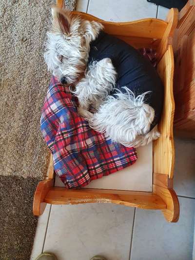 Hündin kastrieren oder nicht - eure Erfahrungen-Beitrag-Bild