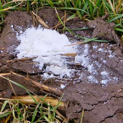 Giftköder-Weißes Pulver-Bild