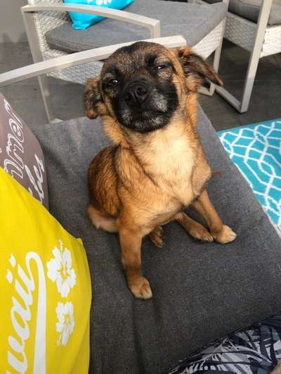 Mischlingshunde Foto Aufruf-Beitrag-Bild