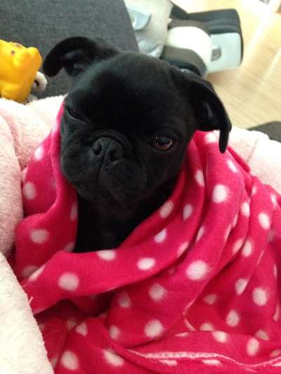 Welpen Bilder !-Beitrag-Bild