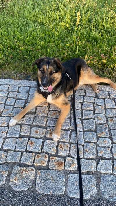 Hundetreffen-Justus sucht Freunde zum Spielen-Bild