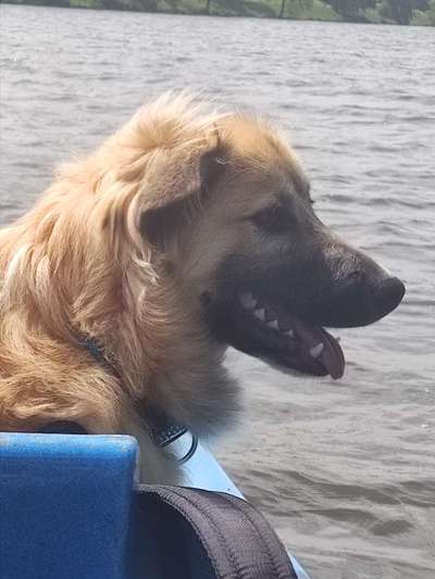 TierschutzhundeStammtisch🐕-Beitrag-Bild