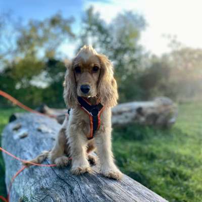 Dogorama Photo Challenge - Gassipause-Beitrag-Bild