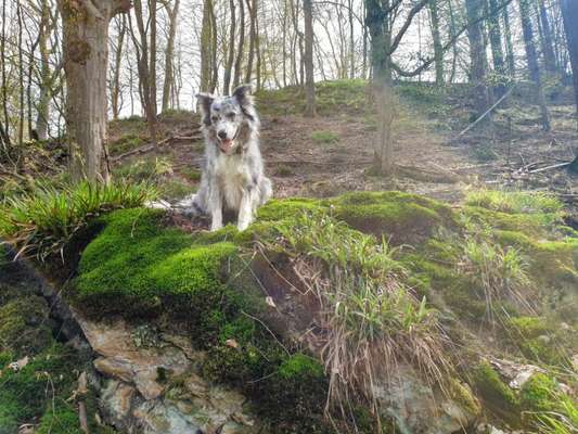 Gibt's hier noch mehr Border Collies???-Beitrag-Bild