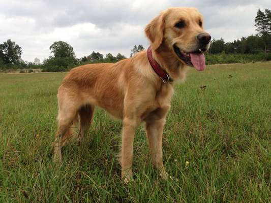 Wo sind die Golden Retriever Liebhaber?-Beitrag-Bild