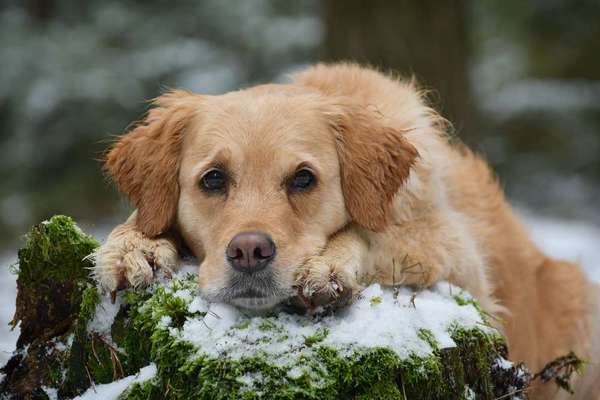 Wo sind die Golden Retriever Liebhaber?-Beitrag-Bild