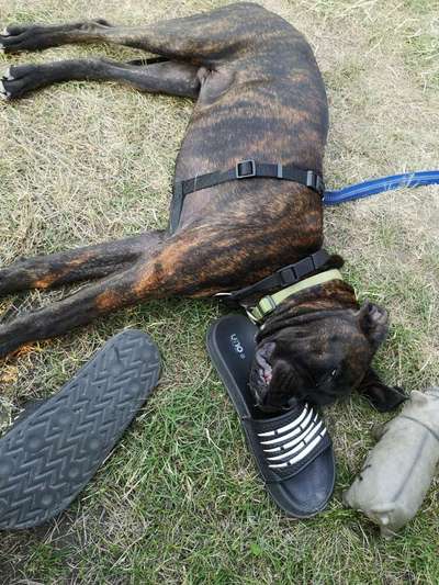 Die Dogorama Wochen Challenge-Beitrag-Bild