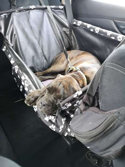 Die Dogorama Wochen Challenge-Beitrag-Bild