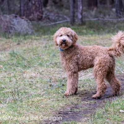Hundetreffen-Spiel-/Gassifreunde gesucht-Bild