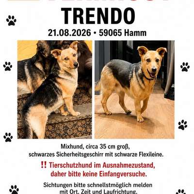 Suchmeldung-Trendo-Bild