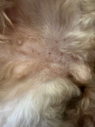 Hautveränderung/ Pigmentstörung-Beitrag-Bild