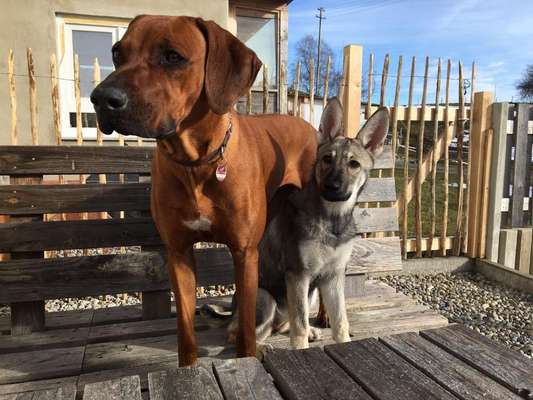 Bester Freund, Hundekumpel - zeigt her!-Beitrag-Bild