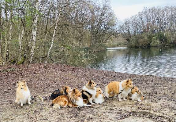 Shelties-Beitrag-Bild