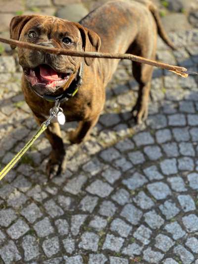 Challenge 23 : "  Euer Hund beim Frühlingserwachen "-Beitrag-Bild