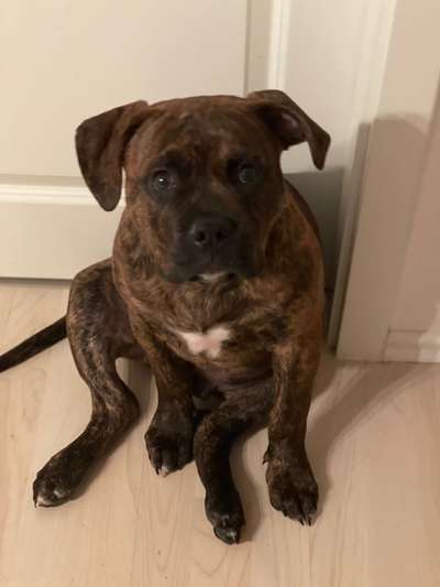 Welpen Bilder !-Beitrag-Bild