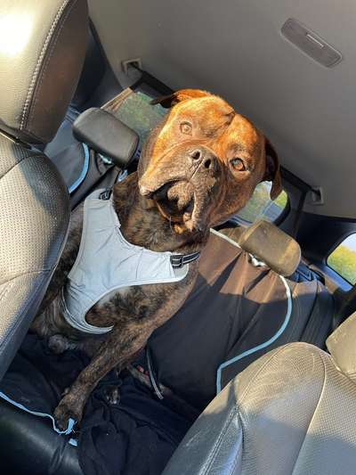 Wo sind meine AMERICAN BULLDOGS?-Beitrag-Bild